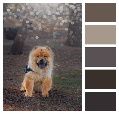 Pet Chow Chow Dog Image